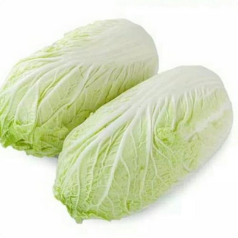 Benih Sawi Putih Unggul – Bibit Sayur Renyah & Manis, Cepat Panen Dataran Rendah, Cocok Pot