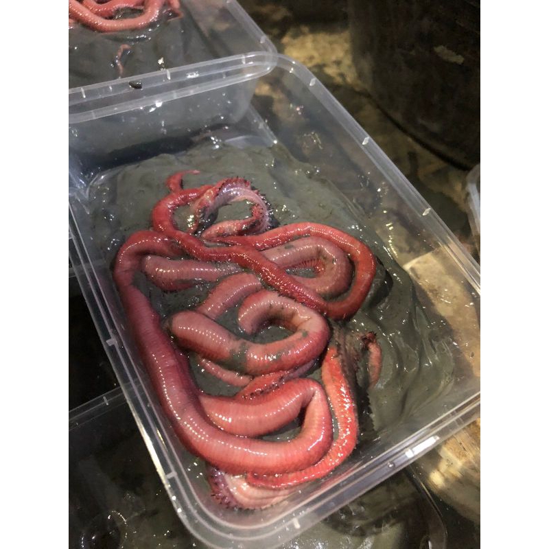 CACING NIPAH LAUT  A B C