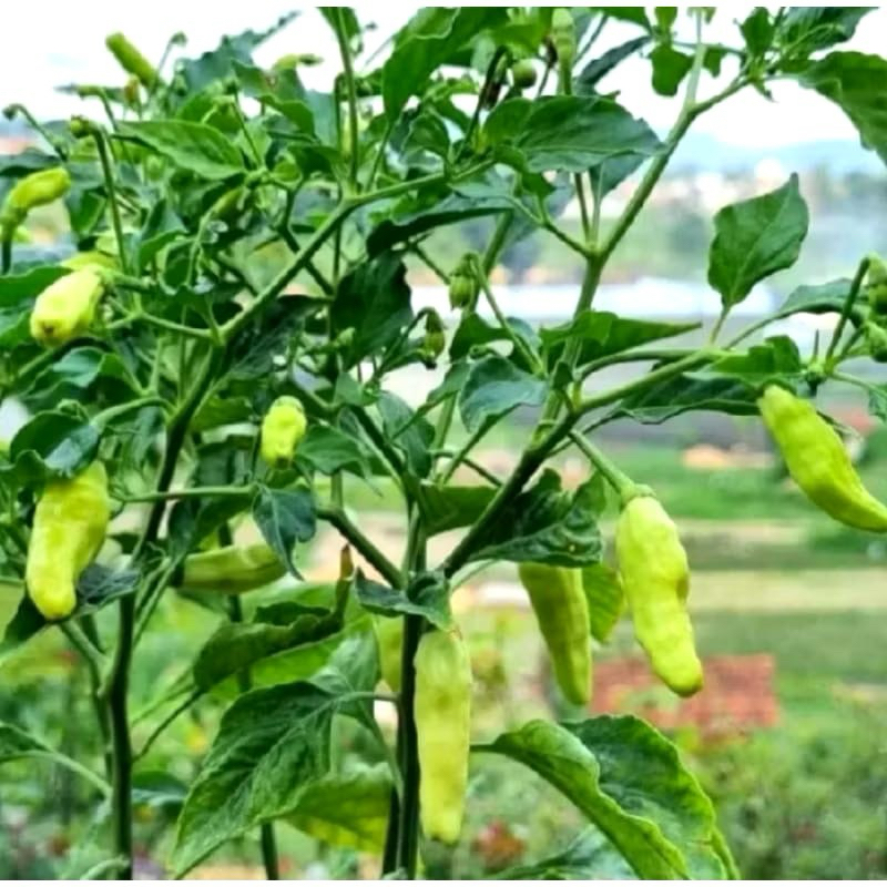 POHON CABE RAWIT DOMBA / bibit cabai rawit domba