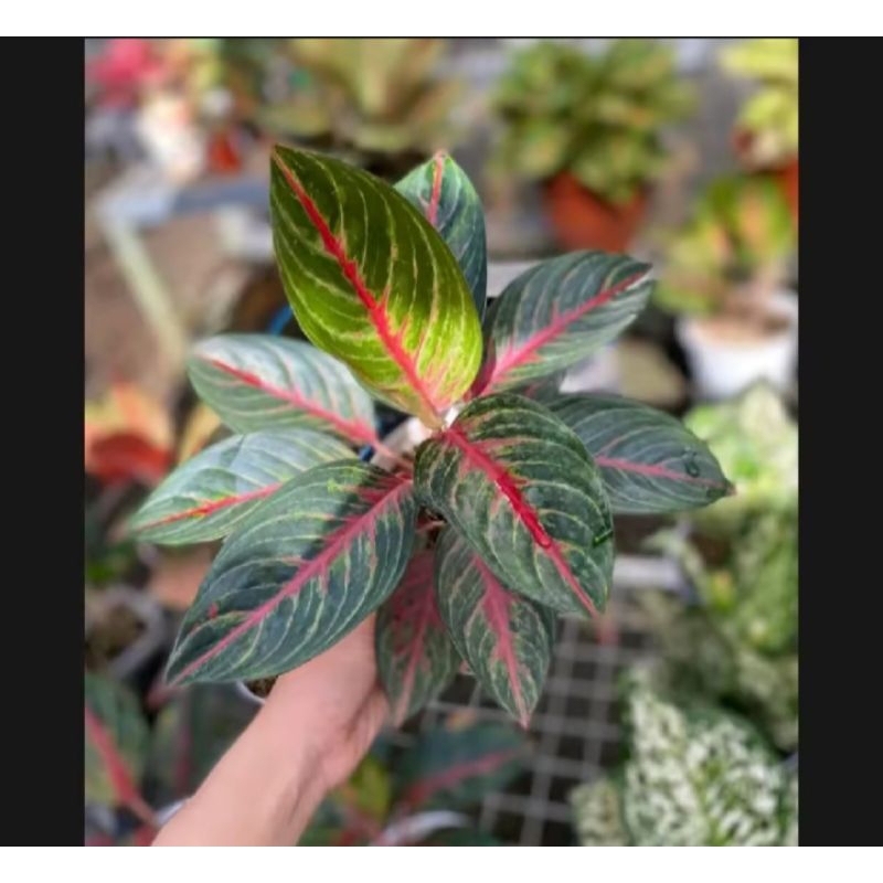 Aglonema red borju rimbun dewasa daun 7,8,9