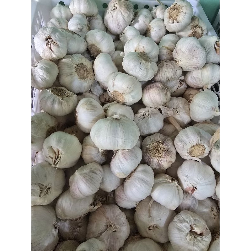 

Bawang Putih
