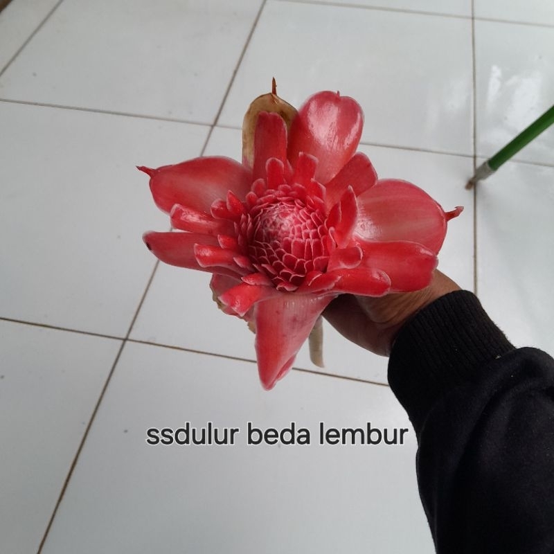 

bunga kecombrang super