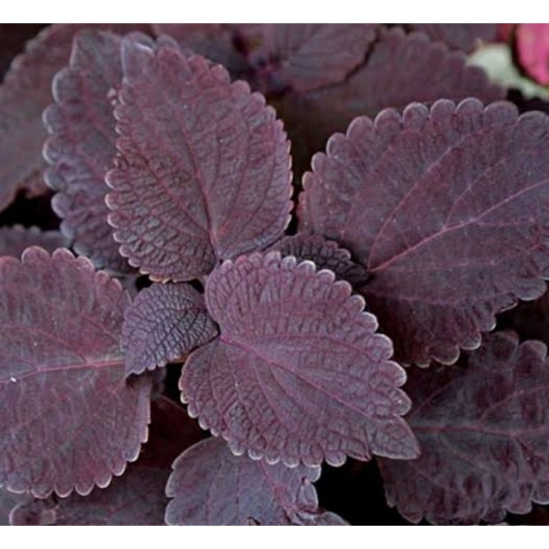 

Daun iler segar daun jawer kotok segar 500 gram