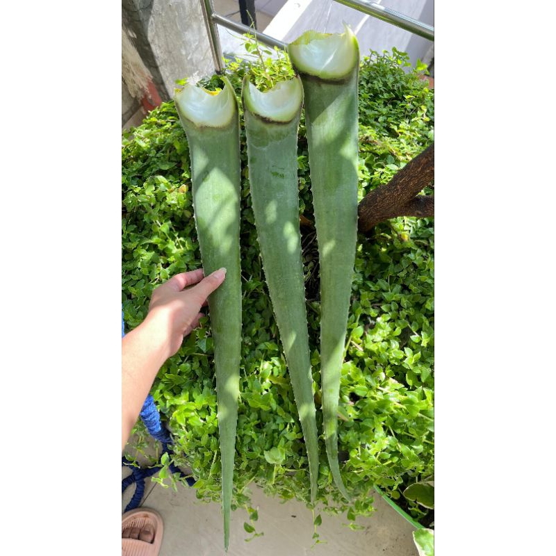 

Pelepah / batang Lidah Buaya Aloe vera