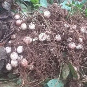 

kacang tanah bogor mentah segar 500grm