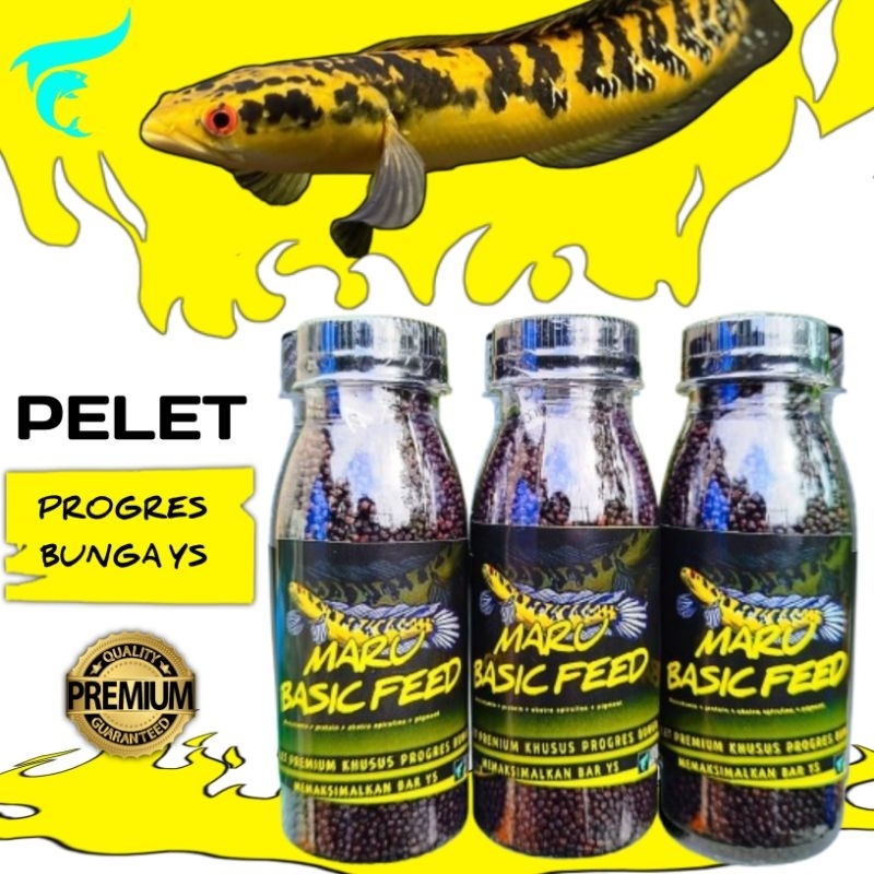 Pelet channa maru basic feed pakan ikan channa ys pelet hitam memunculkan bar/bunga pada channa
