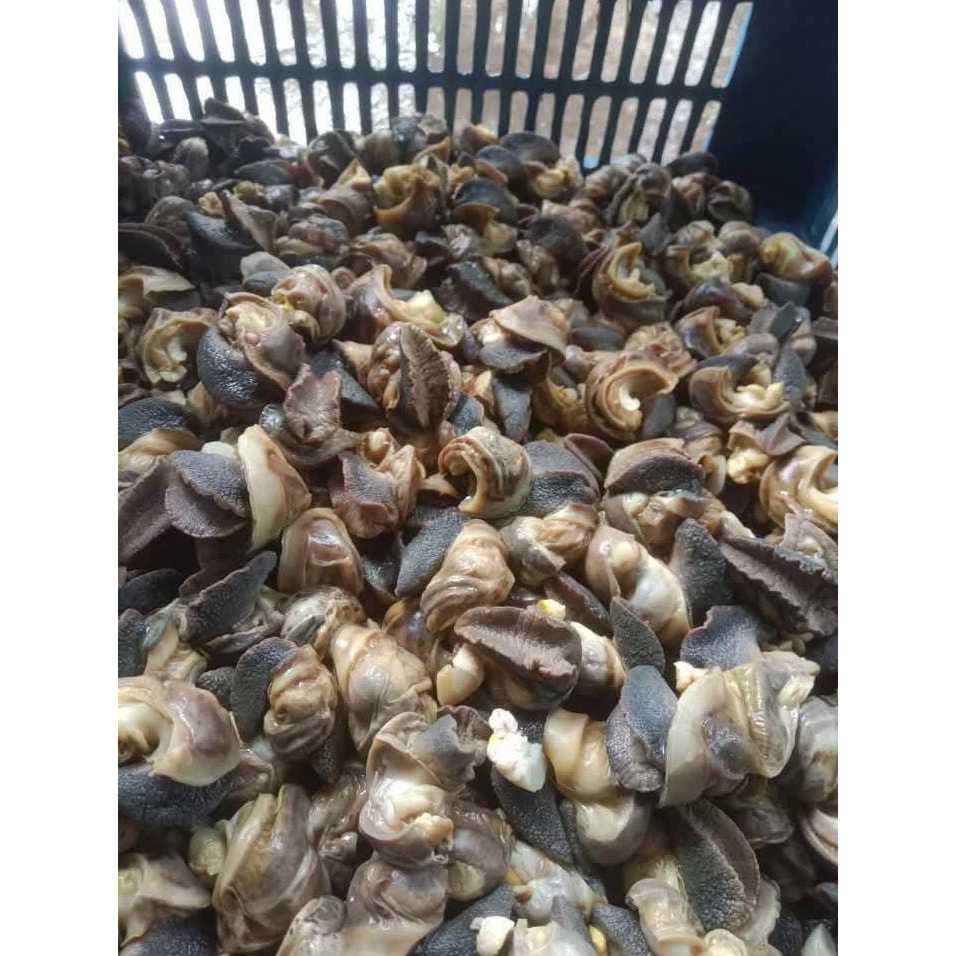

Bekicot Mentah | Tinggi Protein Siap olah