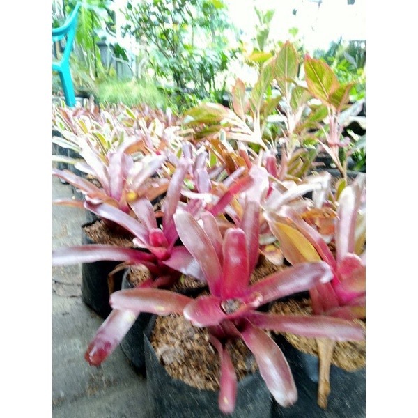 Tanaman Bromelia mini / Bunga Bromelia