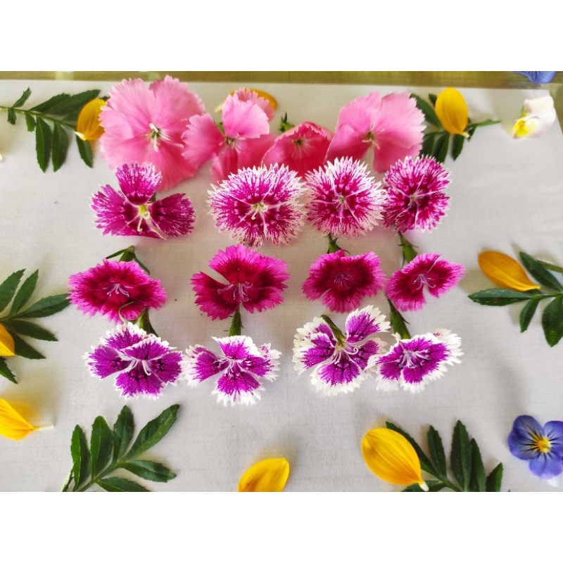 EDIBLE FLOWER DIANTHUS