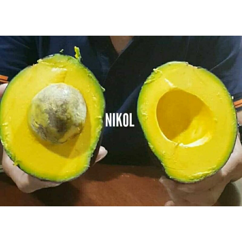 

Alpukat Nikol - Alpukat unfgul jika matang kulit berubah warna