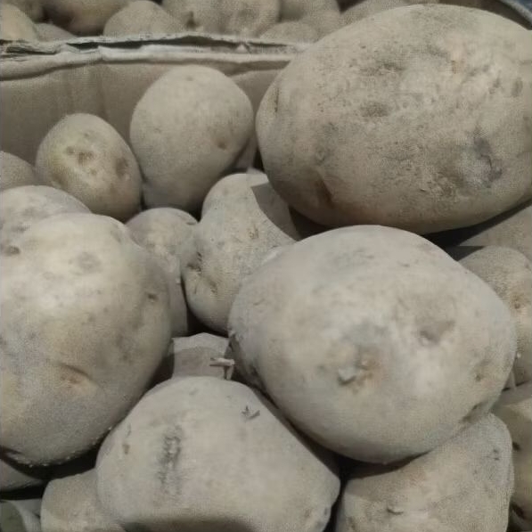 

Kentang Dieng Ukuran Besar 200 gr