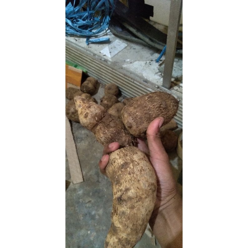 

umbi talas jumbo 1 kg