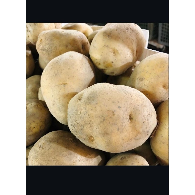 

kentang kuning dieng fress 500gram