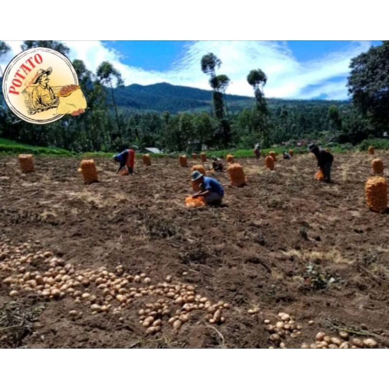 

Kentang dieng segar dalam variasi 500 gr, 1kg, 5kg, 20kg sampai 25kg (Berat 25kg)