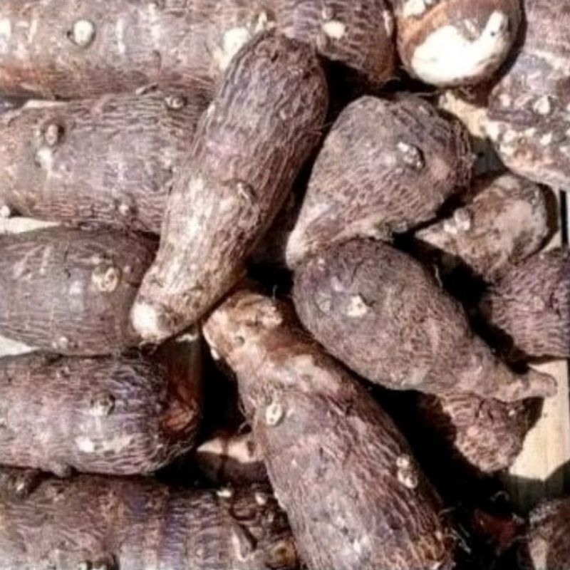 

Talas Super Enak Pres Di Ambil Langsung Bila Ada Orderan Masuk 1kg