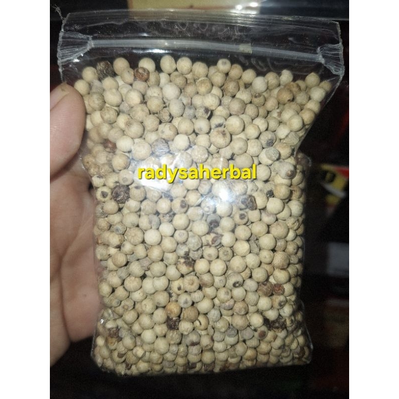 

LADA PUTIH MERICA ALAMI MERICA PUTIH WHITE PEPPER LOKAL