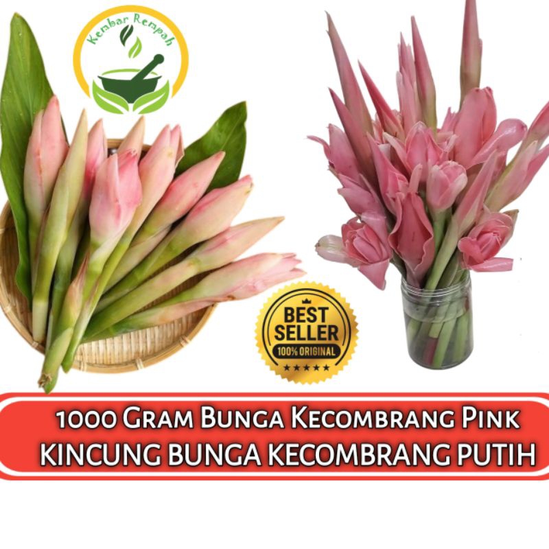 

1000 Gram Bunga Honje Bunga KECOMBRANG PINK KINCUNG Bunga KECOMBRANG PUTIH