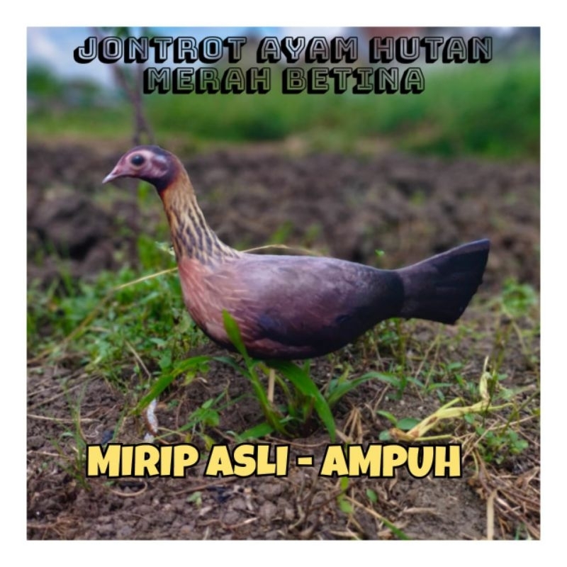PATUNG JONTROT AYAM HUTAN MERAH BETINA - JONTROT AYAM HUTAN MERAH