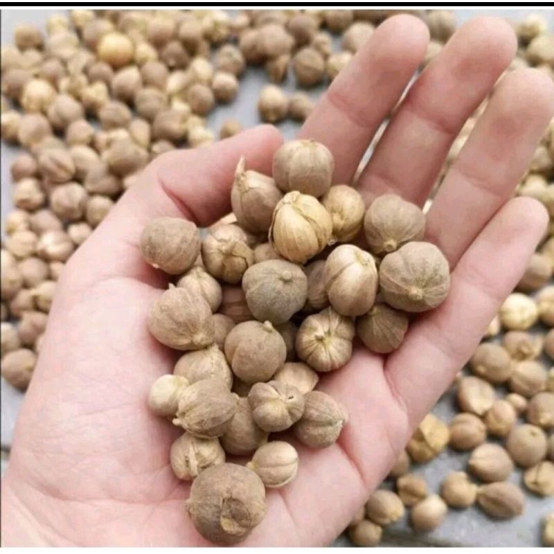 

kapulaga kering 10gr
