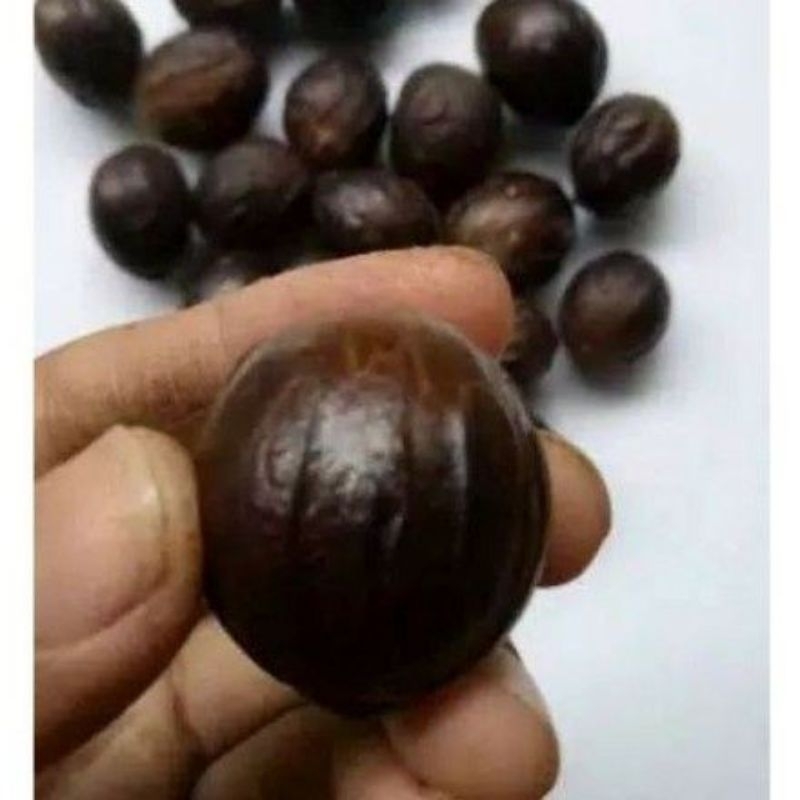 Benih/Biji/Bibit Buah Pala Super