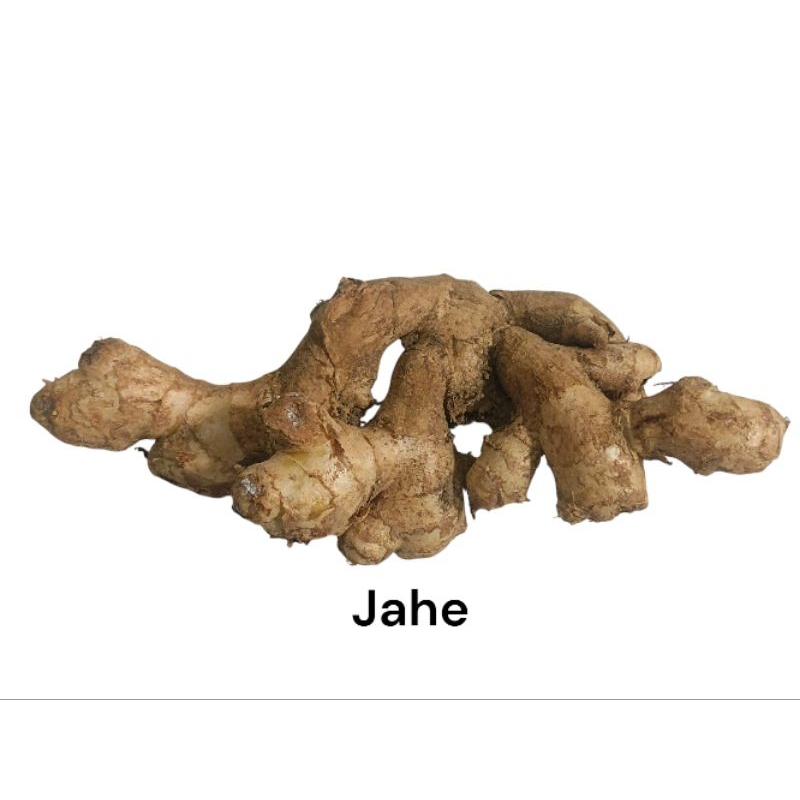 

Jahe Gajah/ Jahe Putih Segar