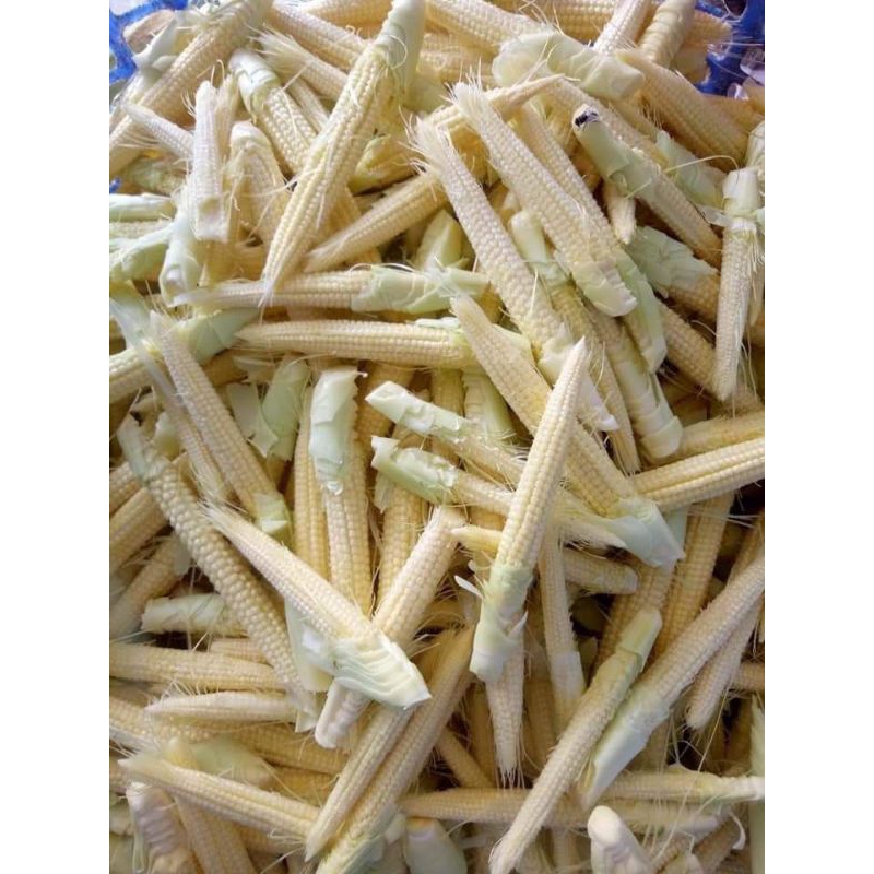 

baby corn