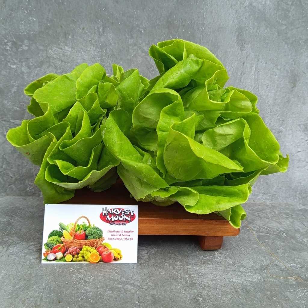 

HarvestMoon Hidroponik Butterhead Lettuce @250gr