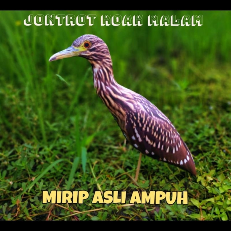 PATUNG JONTROT BURUNG KOAK MALAM - JONTROT BURUNG KOAK MALAM