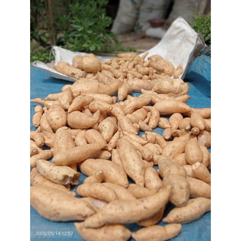 

Ubi madu cilembu