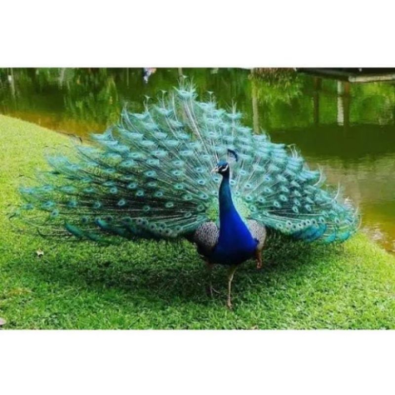 

Telur tetas fertil merak biru kualitas terbaik