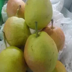 

pear Xiang le