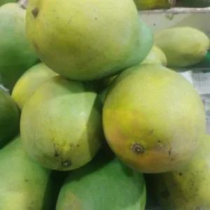 

mangga harum manis