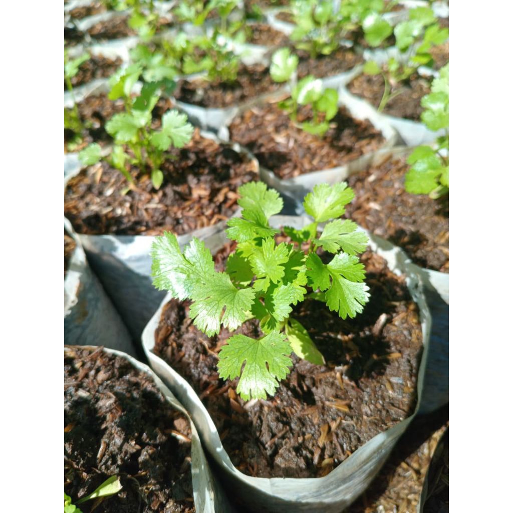 

Tanaman ketumbar-bibit ketumbar