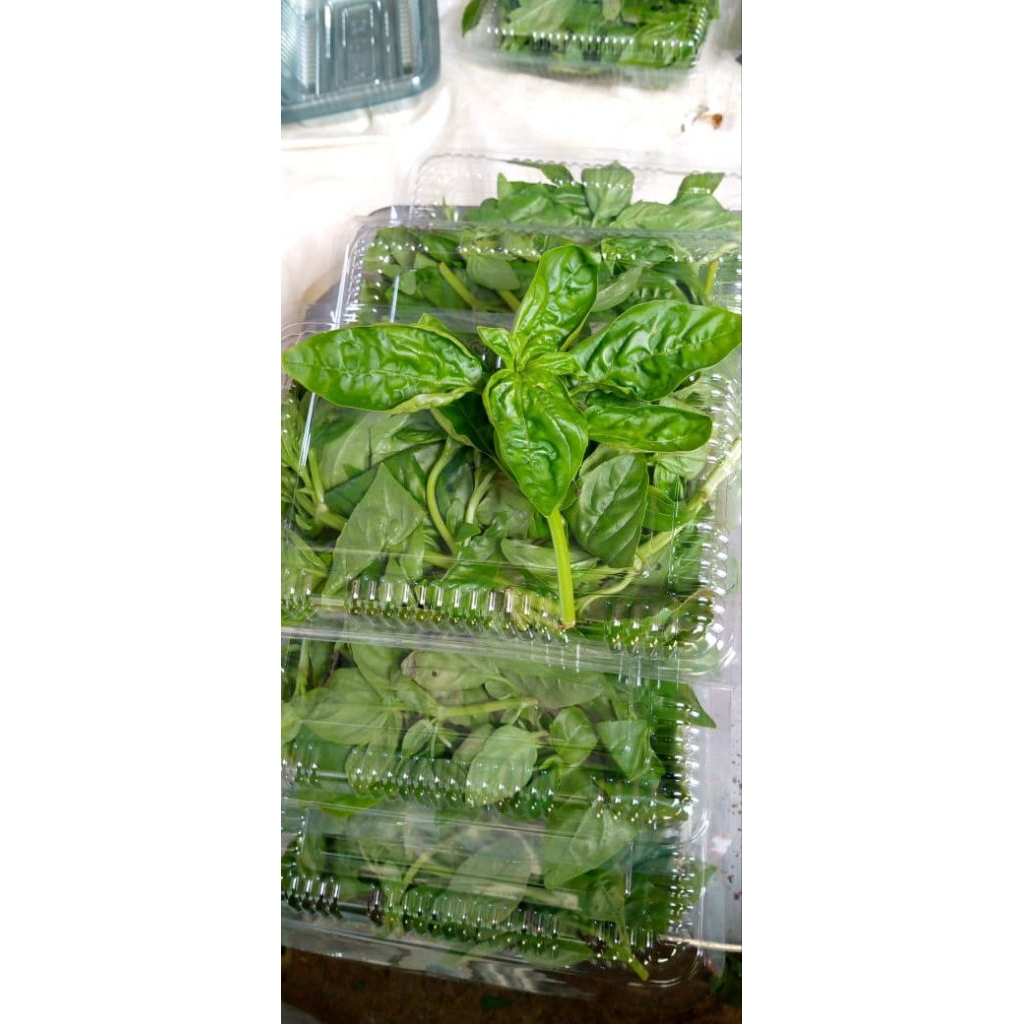 

daun basil fres