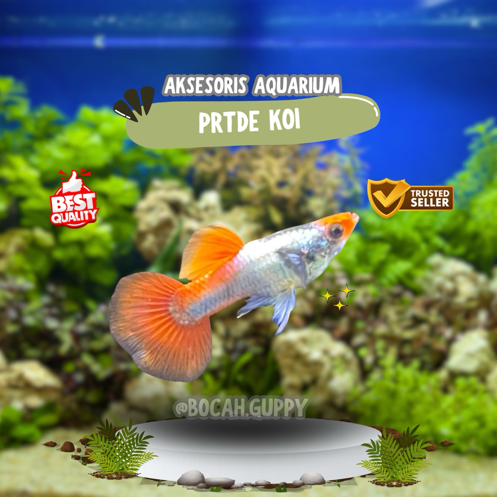 Aksesoris Aquarium sepasang indukan Guppy PRTDE Koi