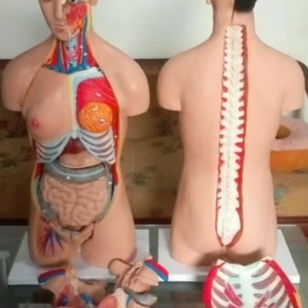 Torso dwifungsi full silicon