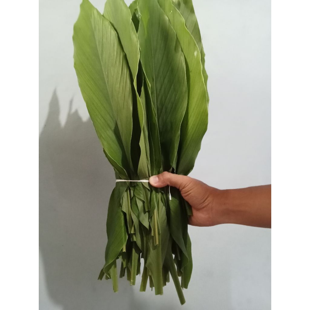 

Daun kunyit segar