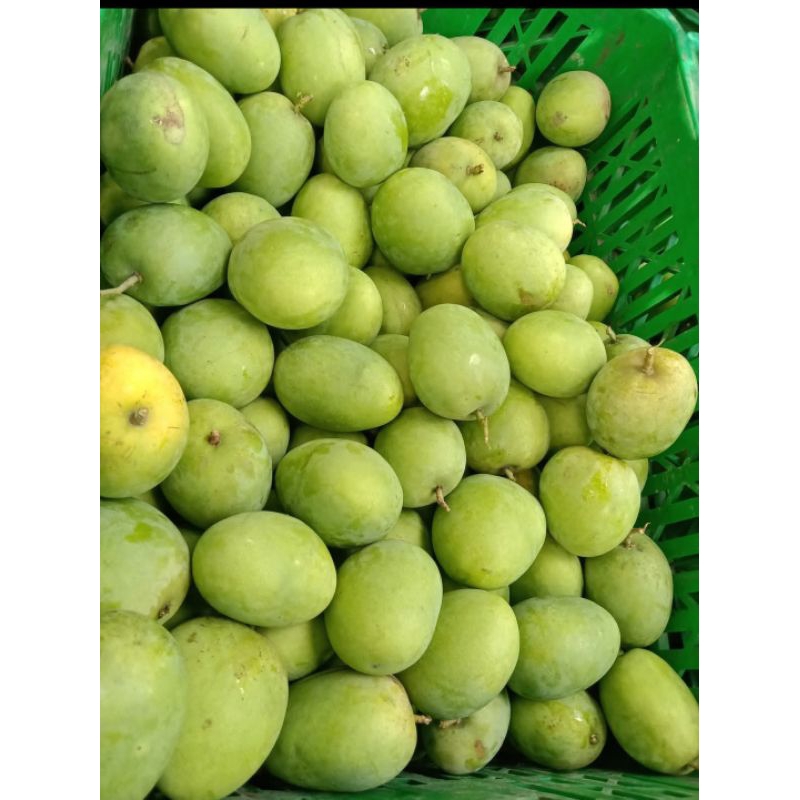 

Mangga Gedong