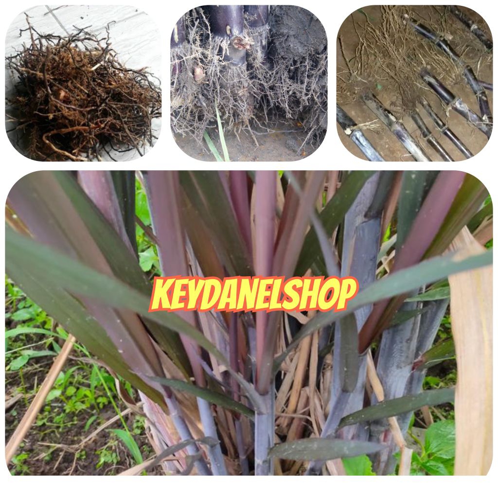 

Akar tebu hitam segar alami