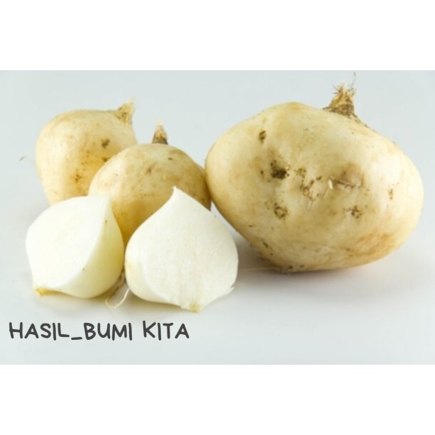

BENGKOANG KEBUMEN ASLI FREES DARI PETANI PER 1 KG GRADE A