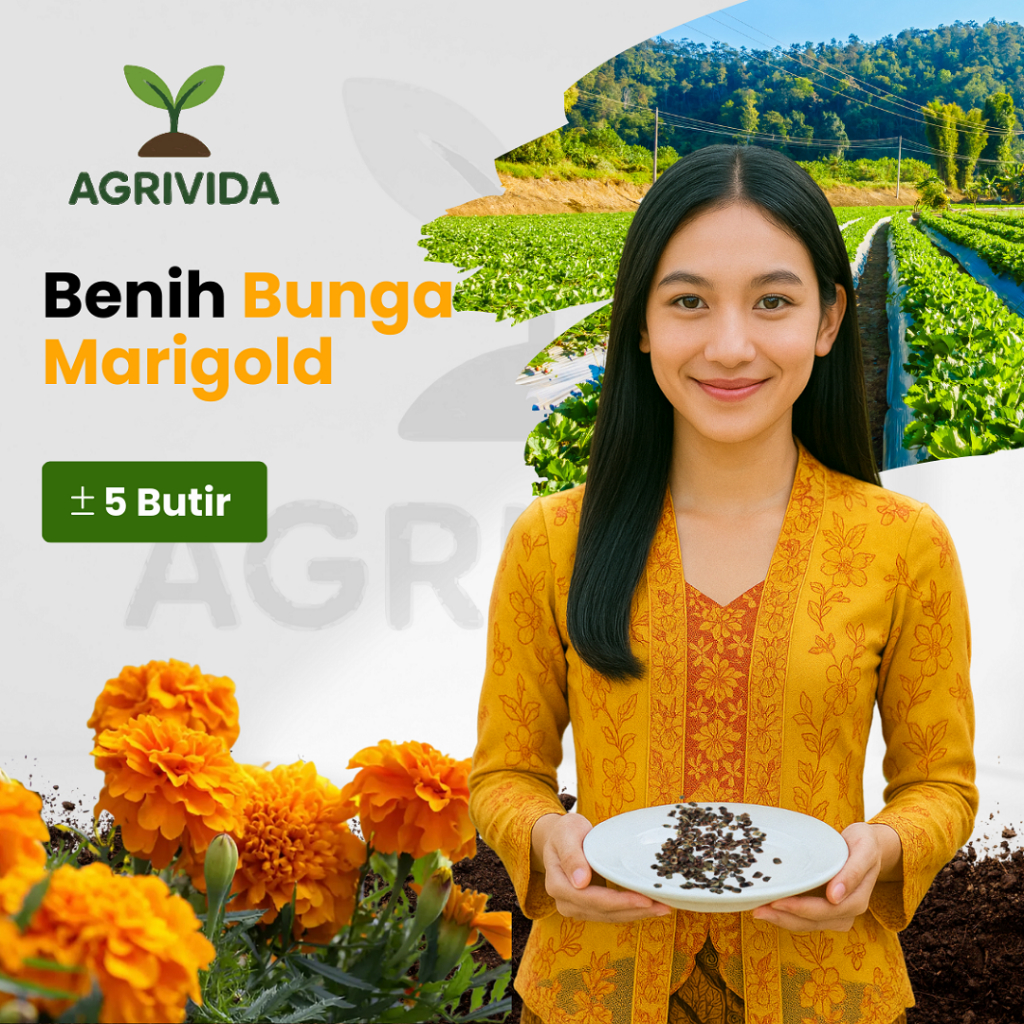 Benih Bunga Marigold isi 5 Butir Benih Tanaman bunga hias
