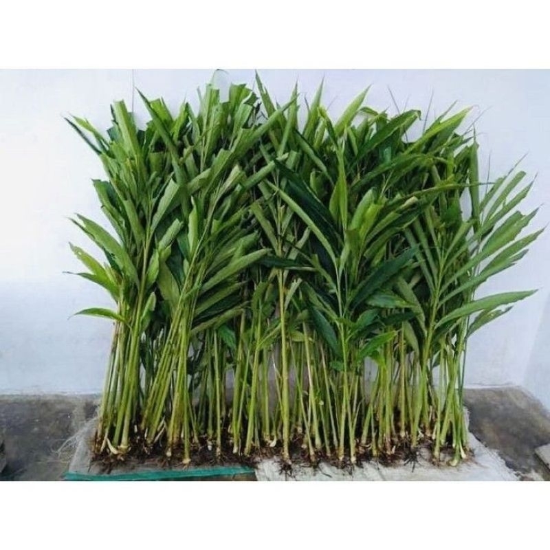 Bibit/Benih Kapulaga Siap Tanam