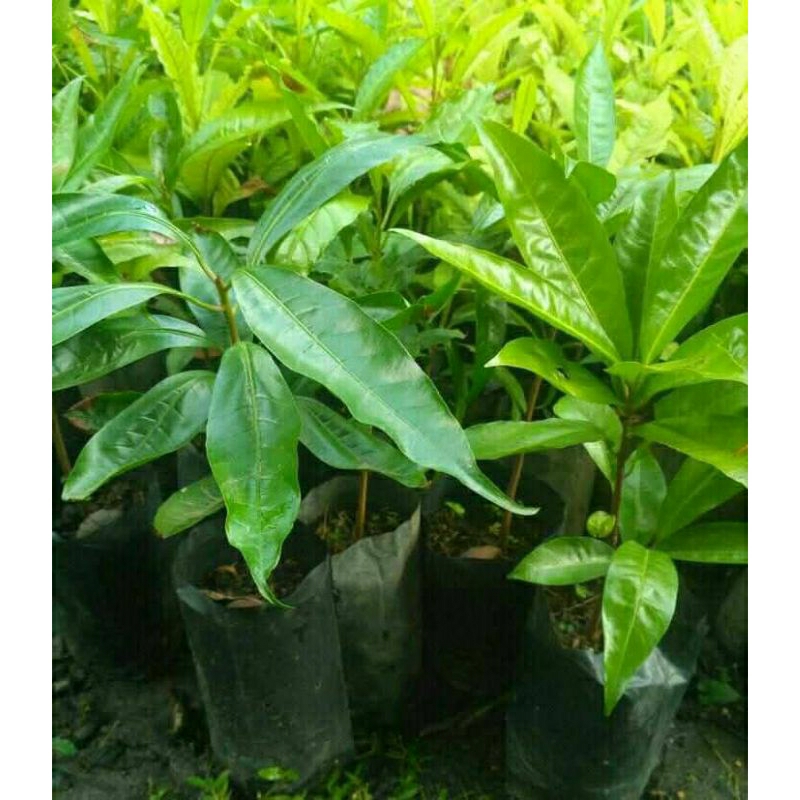 Bibit buah alkesa/sawo mentega atau sawo belanda
