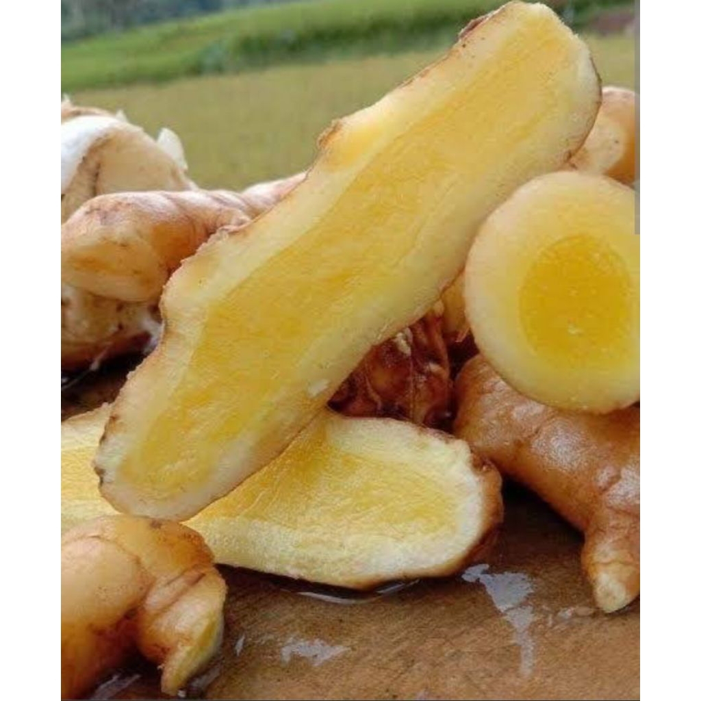 

Kunyit mangga1kg,curcuma mangga,curcuma zedoaria temu mangga segar