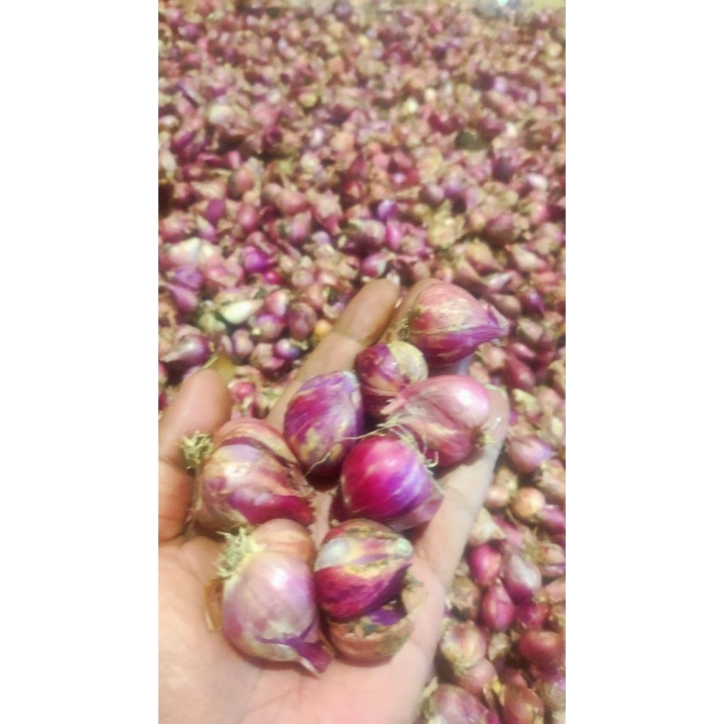 

Bawang Merah Pedas kering Besar 1kg