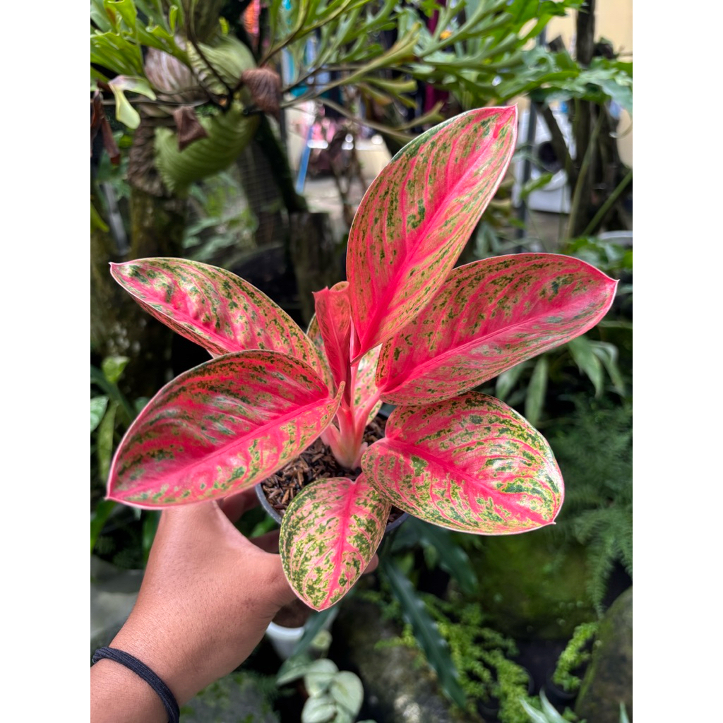 aglonema widuri lilin