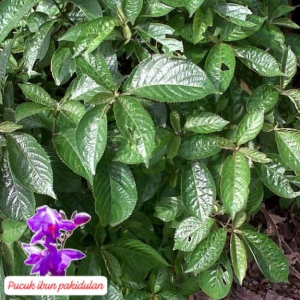 

daun keji bling herbal/250g