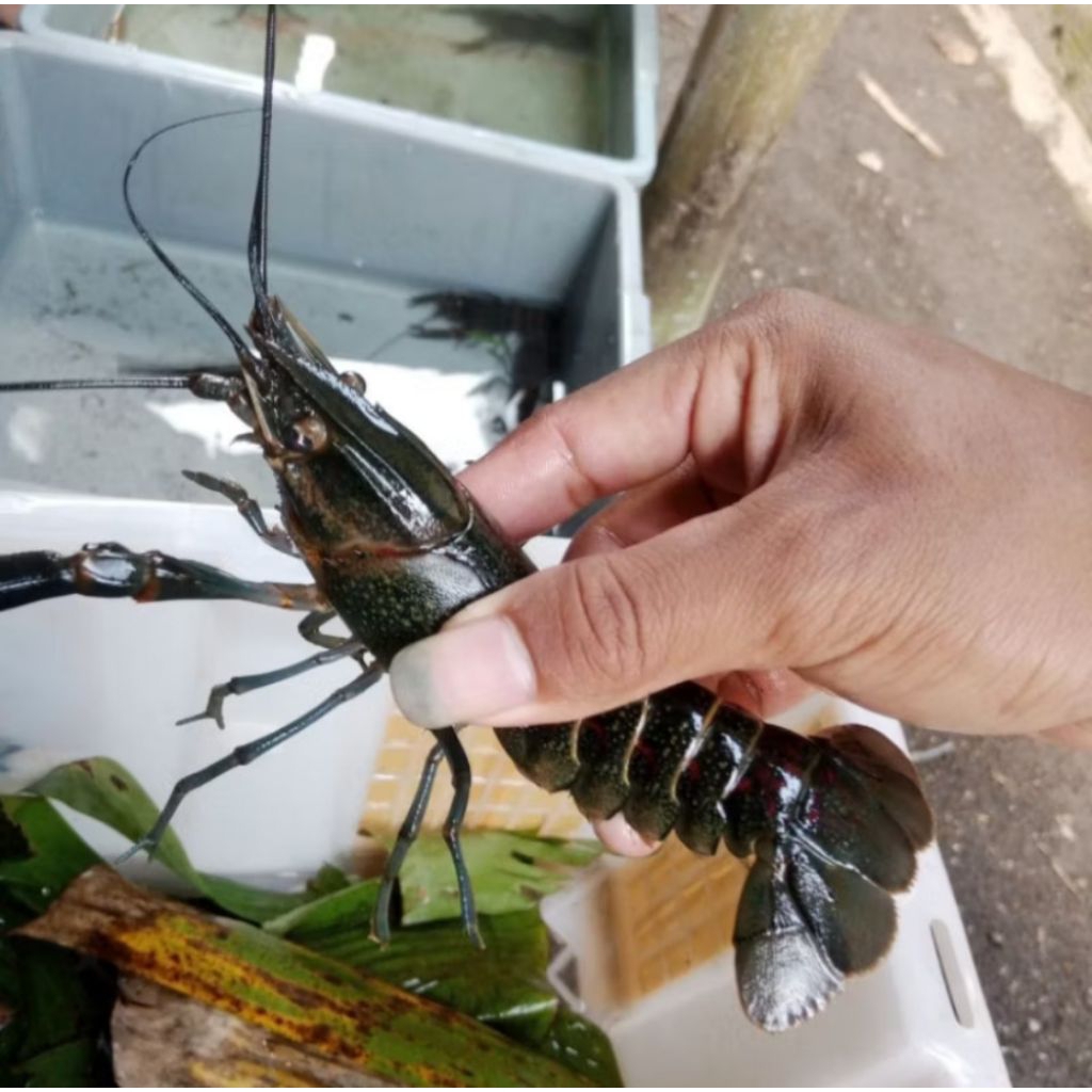 Indukan Lobster Air Tawar size 4 inch, paket isi 3 betina 2 jantan