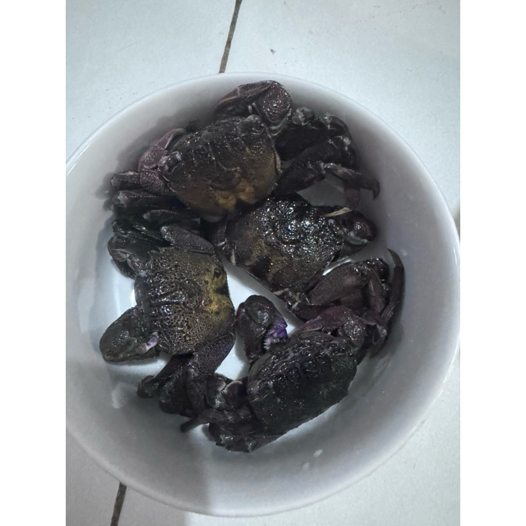 

kepiting kecil asin kalimantan / makhikoi asli / keramak / ma khi koi
