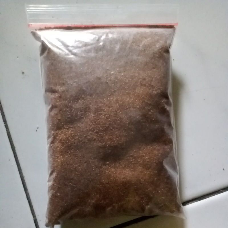 biji kayu putih siap semai